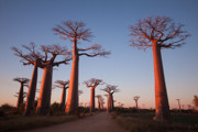 10 - Allée des baobabs
